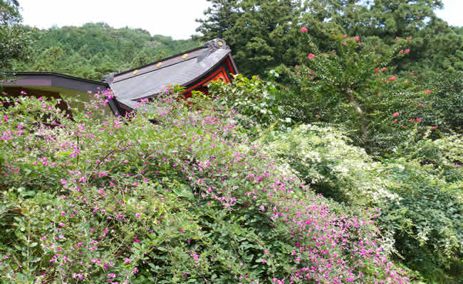 常楽寺と萩の花