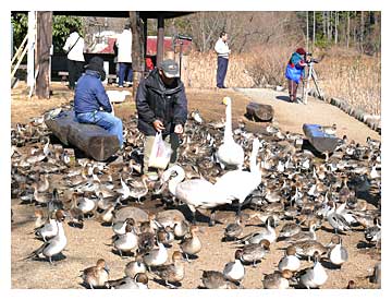 羽田沼で白鳥に餌をやる風景