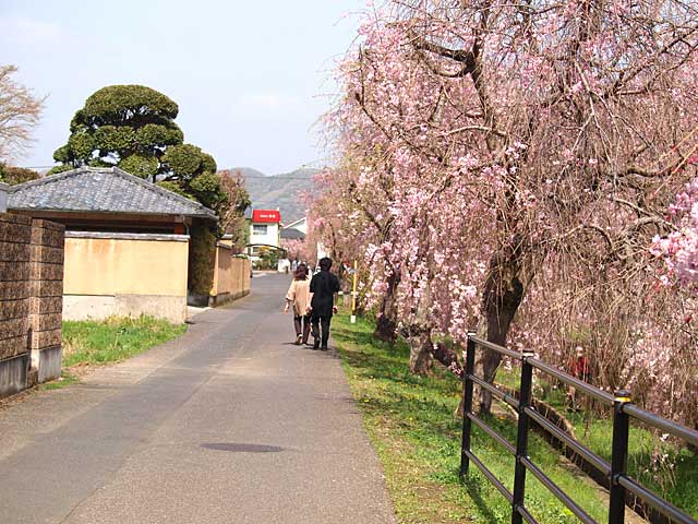 しだれ桜散歩道－１