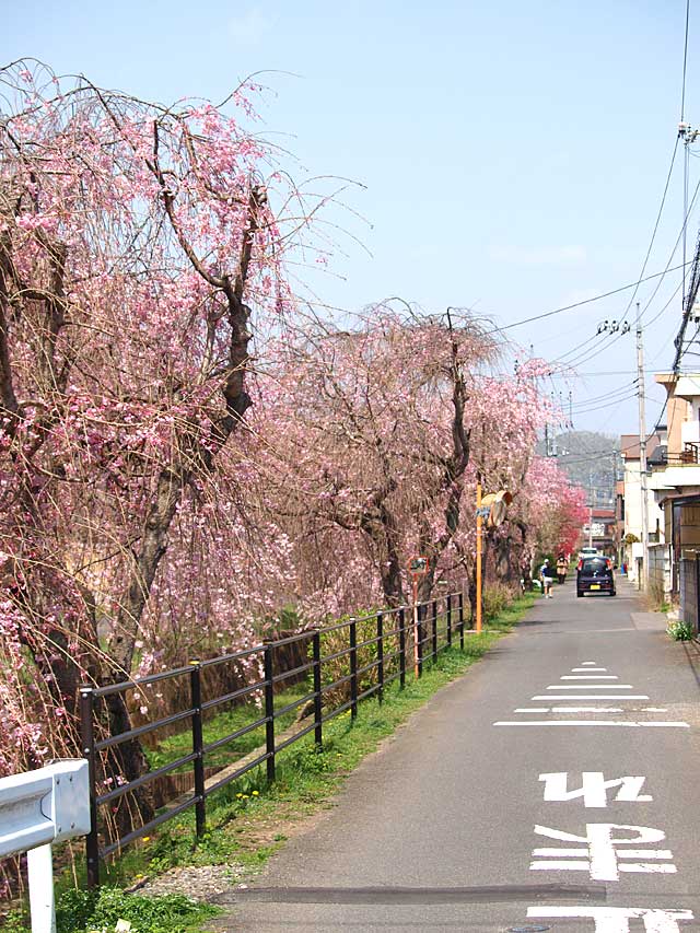 しだれ桜散歩道－４