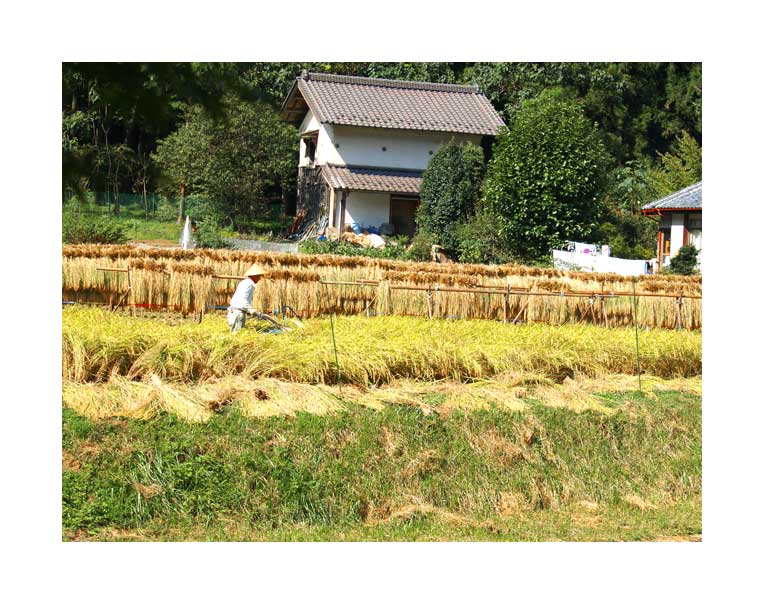 仙波地域の農村稲かり入れ風景