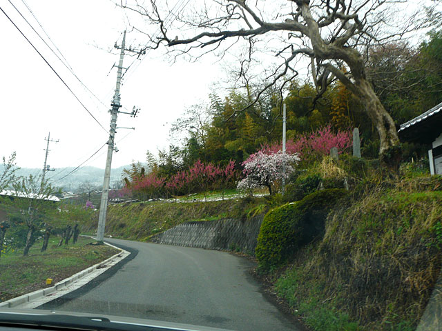 花桃の郷の登山道路