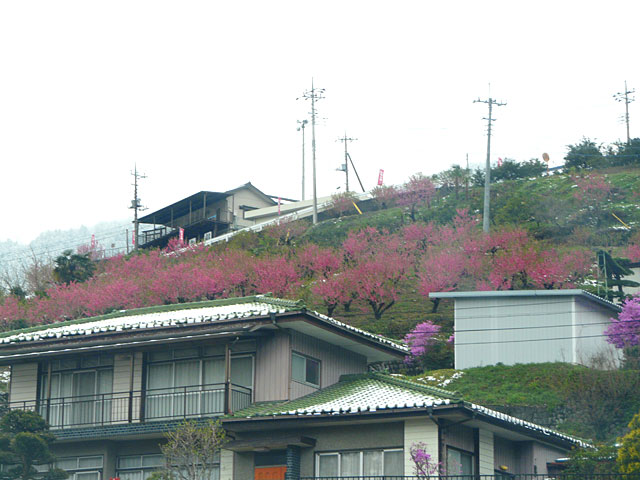 民家の屋根の上に花桃が植えられている