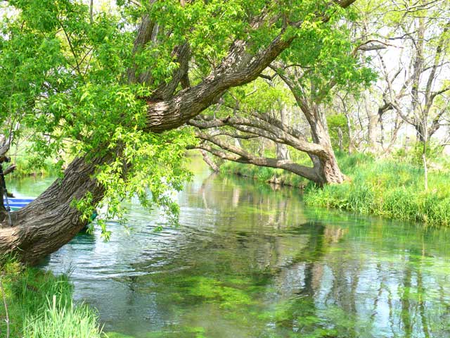 わさび園と清流　湖の水は北アルプスの恵みである