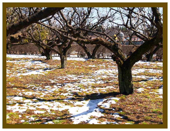 梅の古木と雪の対比