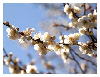 同慶寺の梅の花