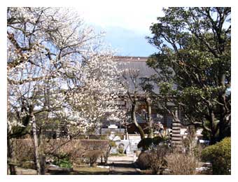 同慶寺の梅の花