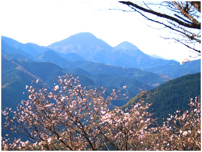 御荷鉾山を望む冬桜