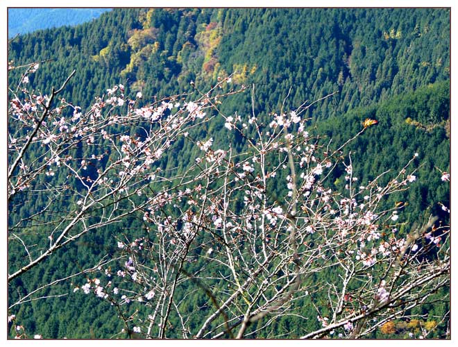 藤岡の冬桜満開