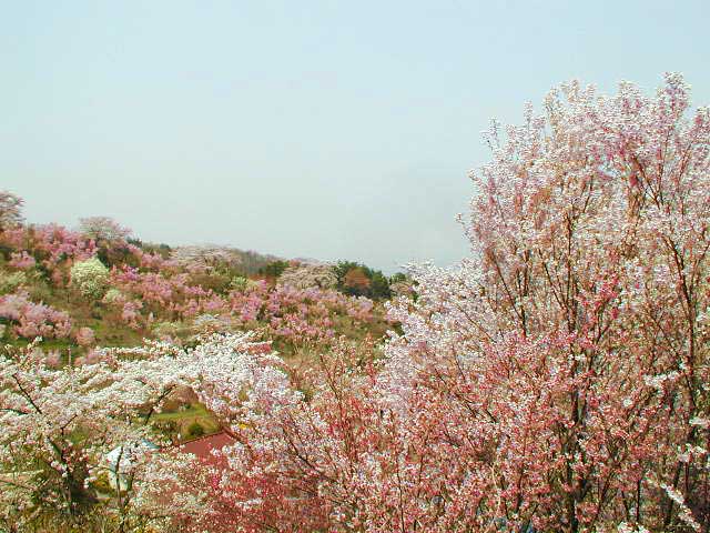 花見山の桜満開