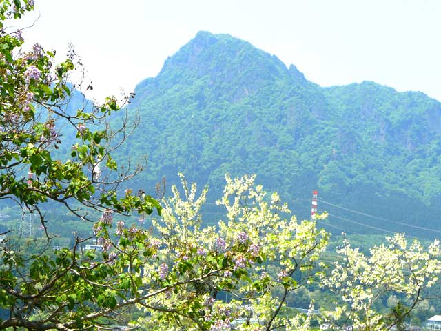 桐の花咲く妙義山
