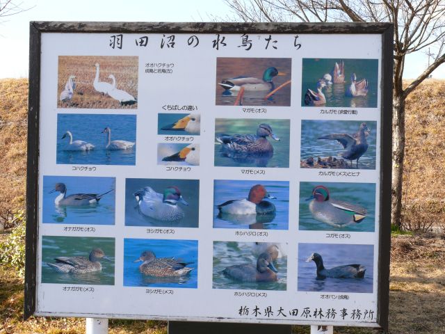 羽田沼の水鳥たち