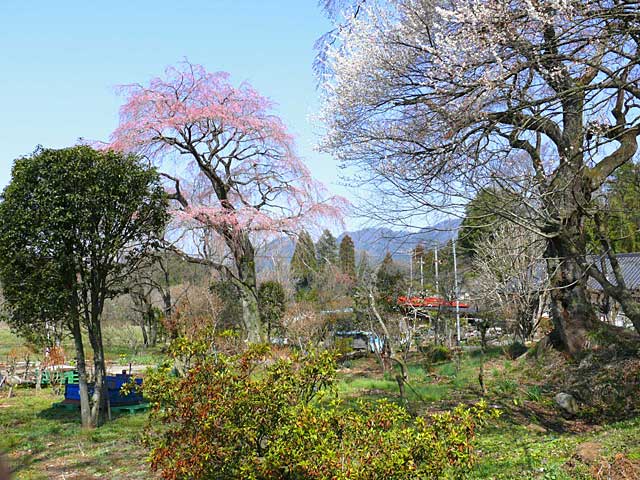 古賀志山周辺の桜
