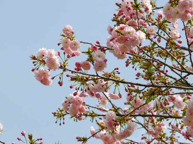 天平八重桜