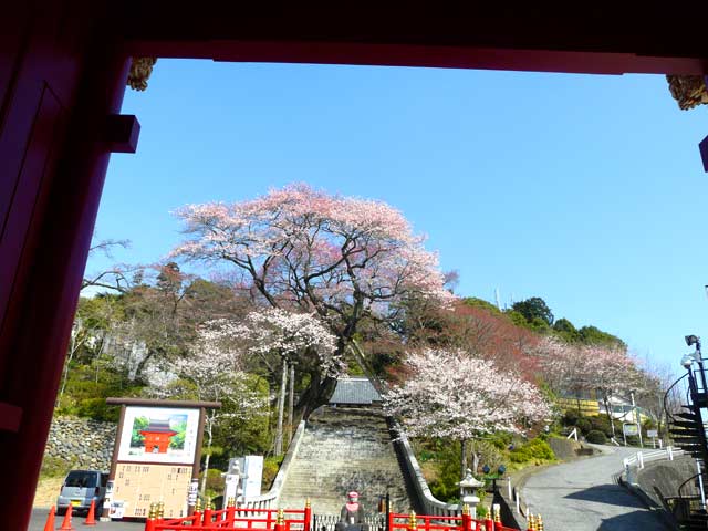 赤門桜