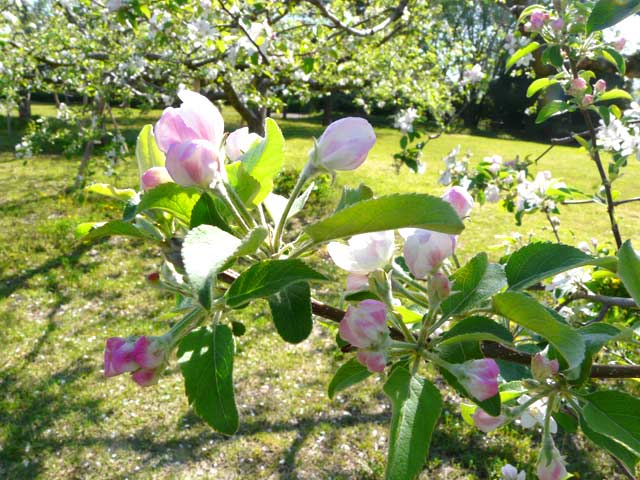 リンゴの花