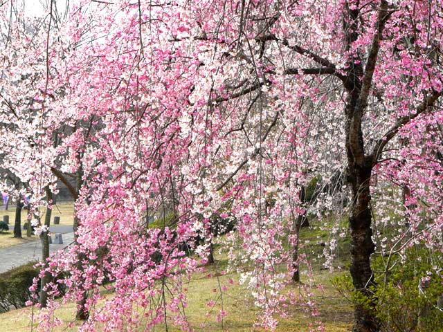 都賀の里と桜、特にしだれ桜