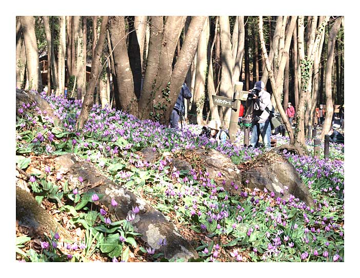 万葉公園のカタクリの花２０１３