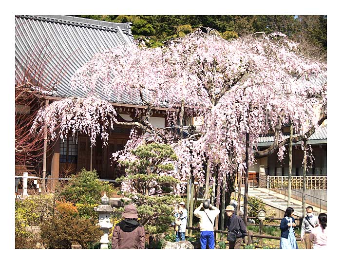 大山寺の桜