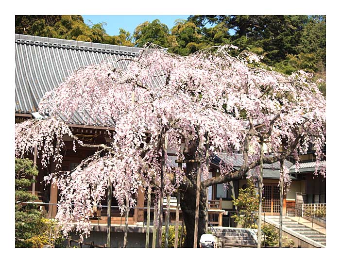 大平さんの入口の大山寺の桜
