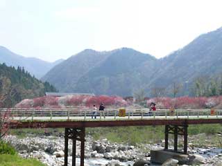 花桃の里と橋から見る風景