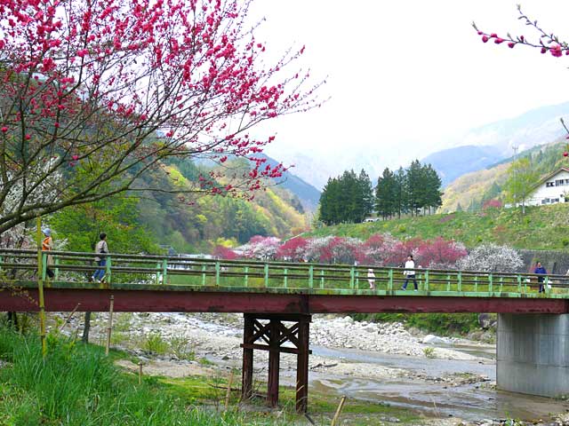 花桃の里と渡る橋周辺
