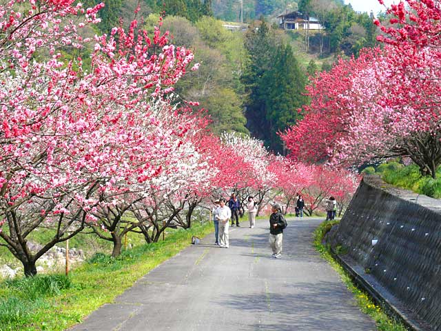 花桃の里と周辺道路