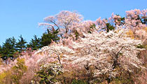 桜爛漫の花見山２