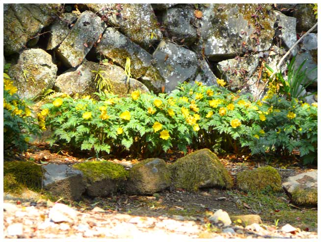 福寿草の花が咲き乱れる農家の石壁