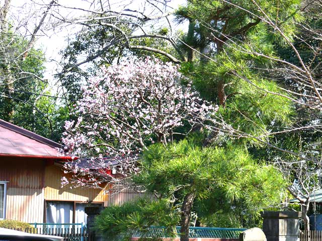 梅の花咲く高勝寺