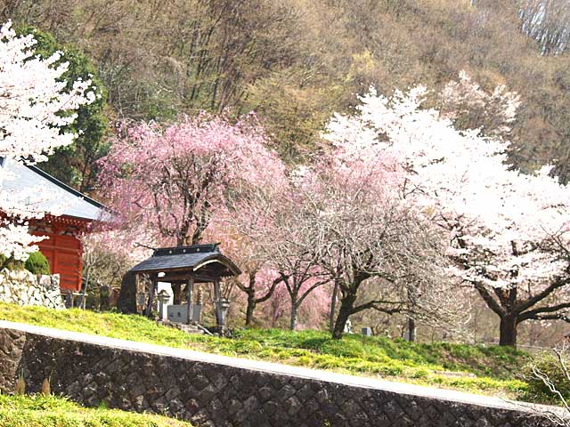 常楽寺の桜－１