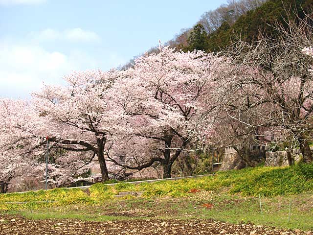 常楽寺桜－３