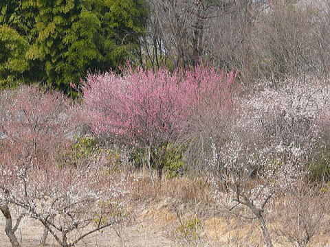 鹿沼錦鯉公園の梅の花