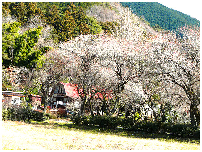 周辺の梅の花も永野地域では、ほぼ満開