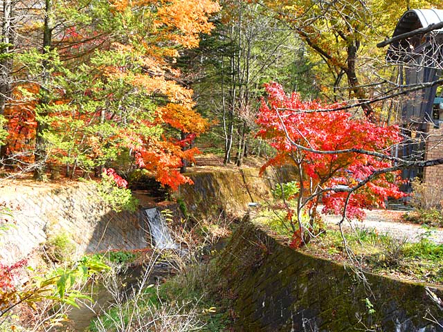 軽井沢の雲場池の風景をお楽しみください