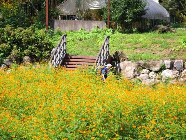 農家の淵で咲くキバナコスモスの群落