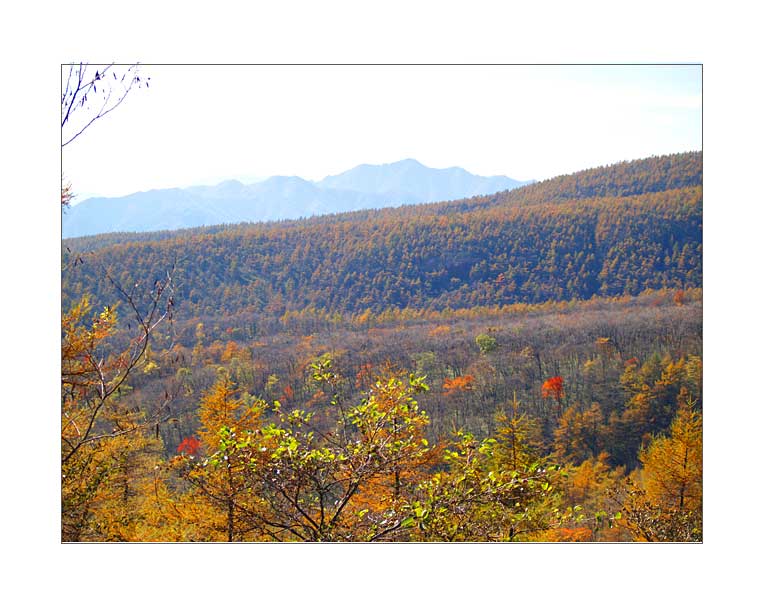 Woman Peak around the autumn leaves