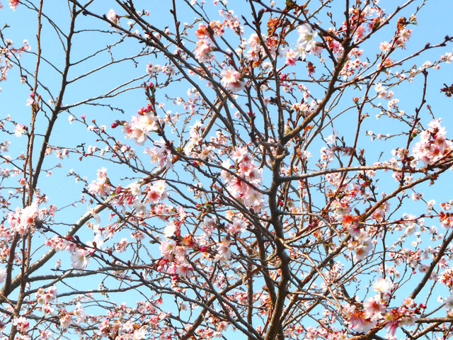民家で見つけた冬桜