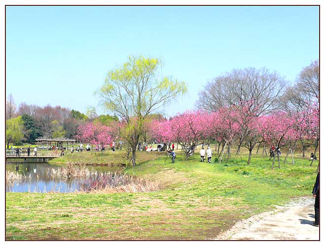 桃の花咲く古河総合公園
