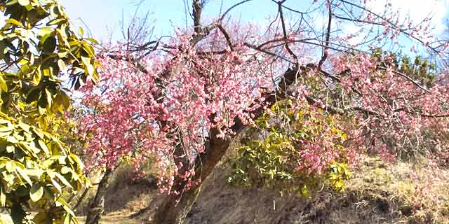 錦鯉センターの梅の花開花