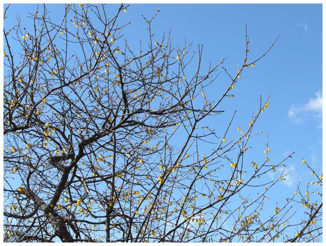 錦鯉公園では蝋梅が満開