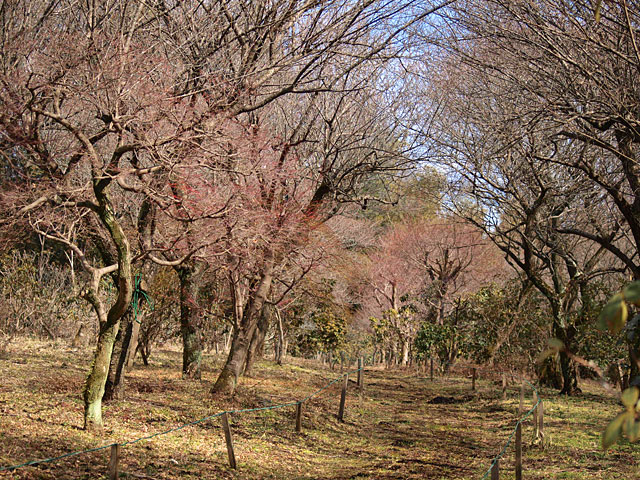 錦鯉公園の埋めの木々色が春らしくなって着ましたがまだつぼみは見えない木もあります。