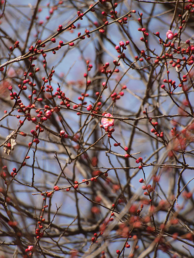 紅梅の木の花のつぼみ開花状態