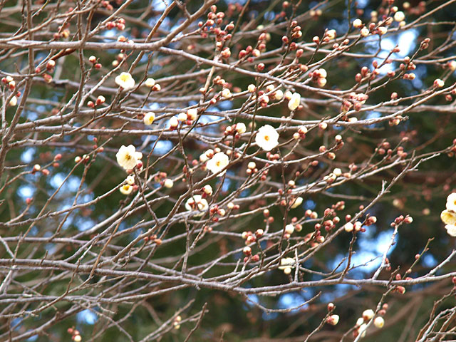 錦鯉センターの梅の開花