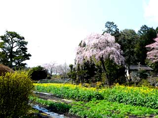 柴田家の庭に咲く美しい桜