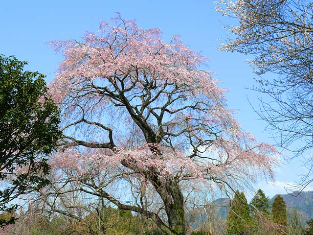 古賀志山と桜