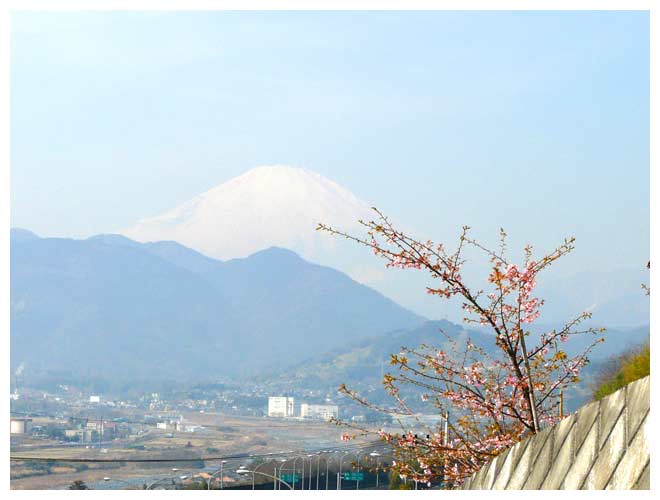 富士を見ながらの花見をする松田の花祭り