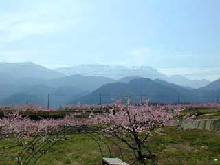 韮崎桃の花