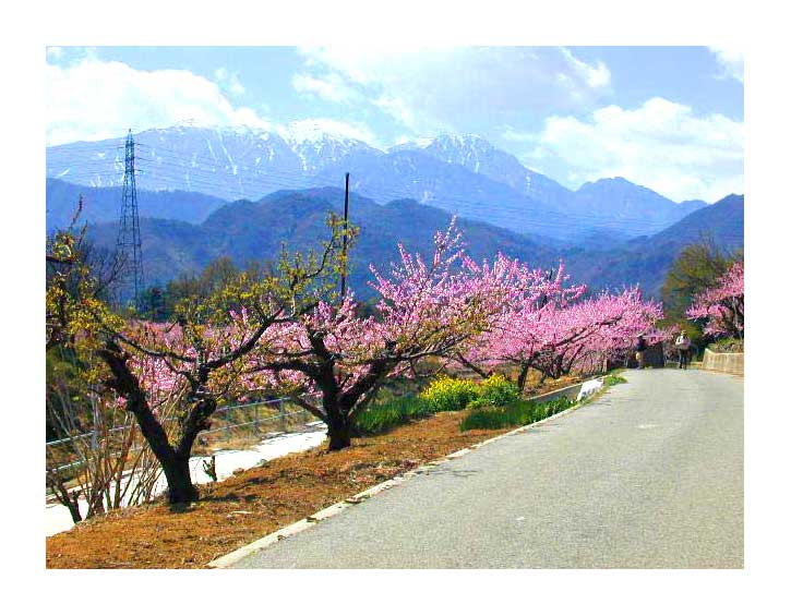 甲斐駒岳と桃の花