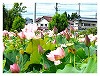 大平山紫陽花